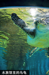 水族馆里的乌龟