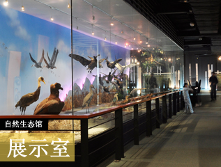 自然生态馆 展示室