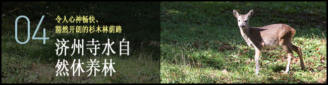 04 令人心神畅快、豁然开朗的杉木林荫路 济州寺水自然休养林