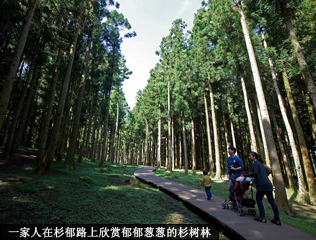 一家人在杉郁路上欣赏郁郁葱葱的杉树林
