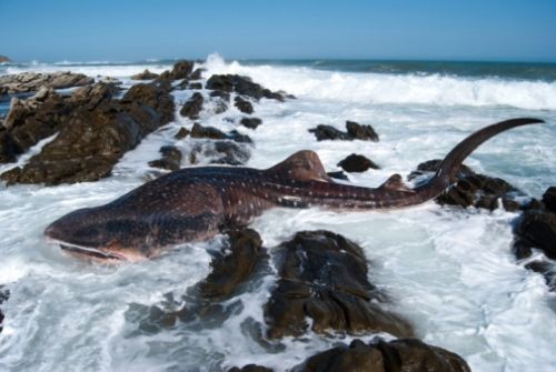 全球10大最佳和最不宜前往的海滩